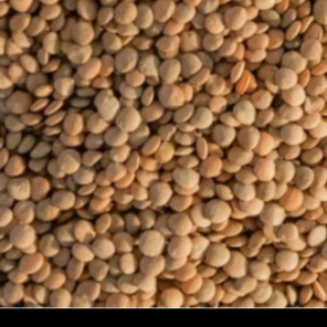 LENTIL